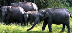 Coorg - Chikmagalur Tour Package